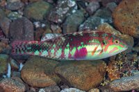 Halichoeres Nebulosus - Kirschflecken-Lippfisch