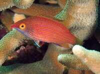 Pseudocheilinops Ataenia - Rosa gestreifter Zwerglippfisch