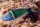 Thalassoma Hebraicum - Goldband Lippfisch