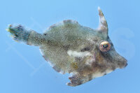 Acreichthys Tomentosus - Seegras-Feilenfisch Nachzucht