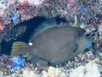 Cantherhines Pardalis - Netz-Feilenfisch