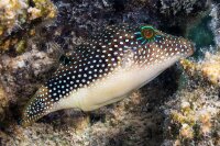 Canthigaster Margaritata - Perlen-Kugelfisch