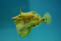 Monacanthus Ciliatus - Gesäumter Feilenfisch