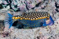 Ostracion Meleagris - Weißpunkt-Kofferfisch...