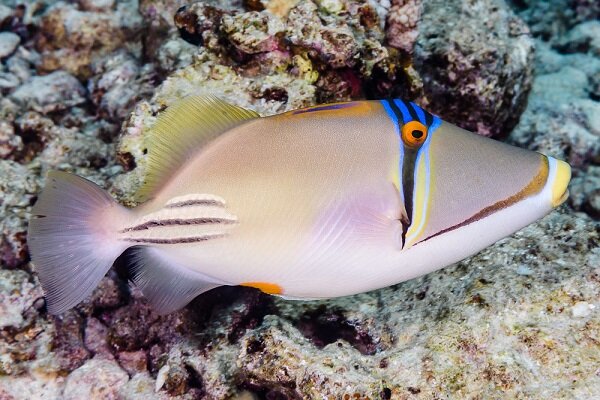 Rhinecanthus Assasi - Rotmeer Picassodrückerfisch