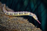 Corythoichthys Intestinalis - Drachenkopf-Seenadel