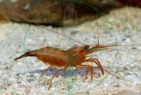 Lysmata wurdemanni / boggessi - Wurdemanns Garnele...