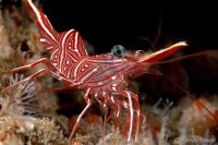 Rhynchocinetes Durbanensis - Durban Tanzgarnele