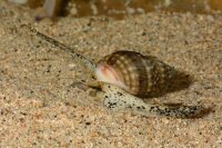 Nassarius distortus - Halsband Sandschnecke