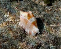 Canarium Mutabile - Veränderliche Flügelschnecke