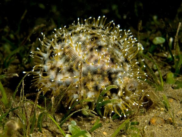 Cypraea Tigris - Tigerschnecke