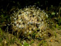 Cypraea Tigris - Tigerschnecke