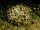 Cypraea Tigris - Tigerschnecke