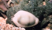 Monetaria Moneta - Weiße Kaurischnecke