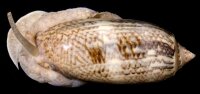Oliva Sayana - Olivenschnecke