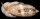 Oliva Sayana - Olivenschnecke