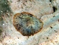 Scutus Unguis - Spaltnapfschnecke