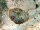 Scutus Unguis - Spaltnapfschnecke