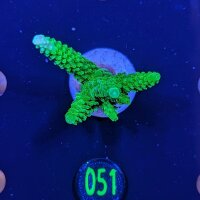 Acropora tumida - Enzmann Acropora Neongrün Deutsche...