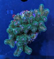 Pocillopora sp. - Buschkoralle Grün Deutsche...