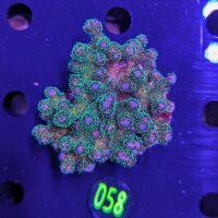 Pocillopora sp. - Buschkoralle Grün Deutsche...
