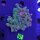 Pocillopora sp. - Buschkoralle Grün Deutsche Nachzucht 0058