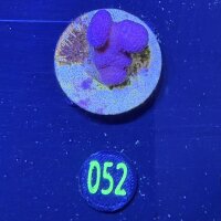Stylophora pistillata - Fingerkoralle pink Deutsche...