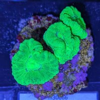Caulastraea furcata - Trompetenkoralle neongrün...