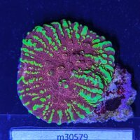 Echinophyllia sp. - Kelchkoralle Goldmeister Deutsche...