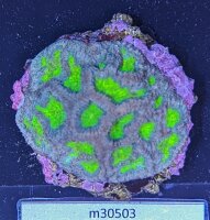 Favia sp. - Hirnkoralle Blue/Green Deutsche Nachzucht 0032