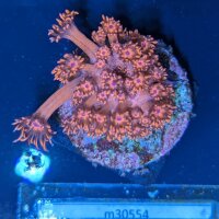 Goniopora sp. - Margeritenkoralle Rot/Blaue Spitzen...