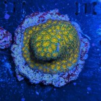 Leptastrea sp. - Großpolypige Steinkoralle John...