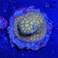 Leptastrea sp. - Großpolypige Steinkoralle John...