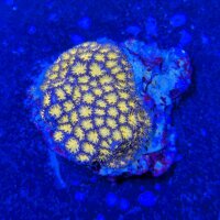 Leptastrea sp. - Großpolypige Steinkoralle Burning...