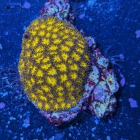 Leptastrea sp. - Großpolypige Steinkoralle Burning...