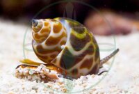 AKTION: Babylonia formosae - Orangefleck Babylon Schnecke