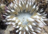 Phymanthus spec. - Sandanemone