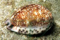 Mauritia arabica - Arabische Porzellanschnecke