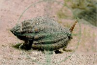 Nassarius reticulatus - Wellhornschnecke