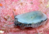 Scutus unguis - Spaltnapfschnecke