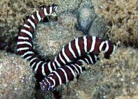 Gymnomuraena zebra - Zebramuräne