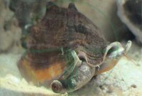 Strombus alatus - Florida Fechterschnecke