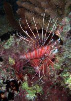 Pterois antennata - Antennen-Feuerfisch