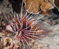 Pterois radiata - Strahlen Feuerfisch