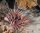 Pterois radiata - Strahlen Feuerfisch