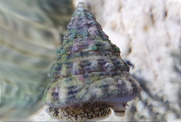AKTION: Tectus fenestratus - Turboschnecke