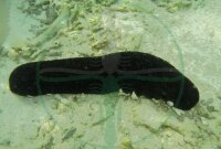 Holothuria atra - Schwarze Seegurke
