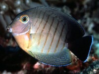 Acanthurus tristis - Indik-Mimikrydoktor