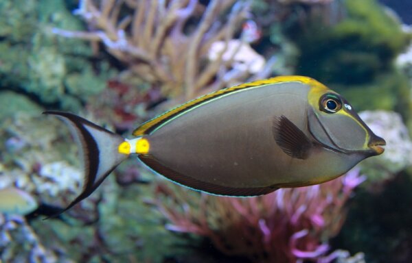 Naso lituratus - Kuhkopf- Doktorfisch