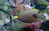 Naso lituratus - Kuhkopf- Doktorfisch